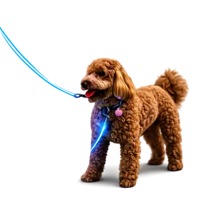 Correa Led Perro Recargable | Correa Luminosa Mascotas